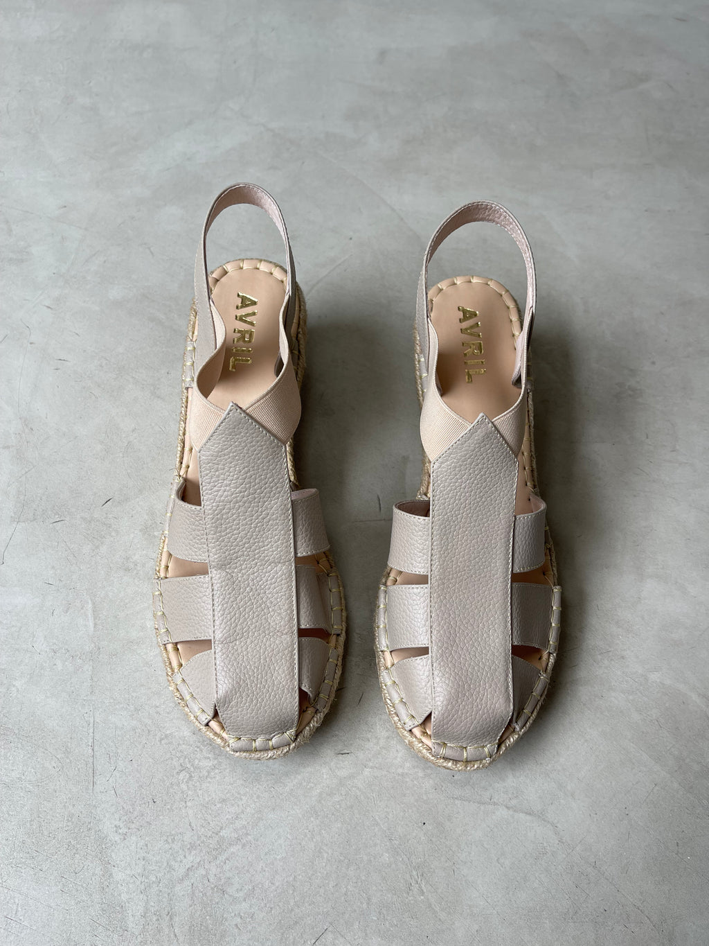 Gazania